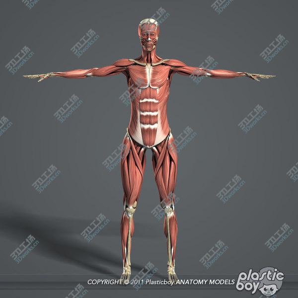 images/goods_img/20210312/3D MAYA RIGGED Female Body, Muscular & Skeletal Systems Anatomy 3D Model/3.jpg